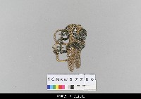 藏品(中國湖北皮影戲偶頭-生)的圖片